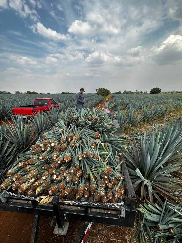 Proceso artesanal de tequila en los Altos de Jalisco