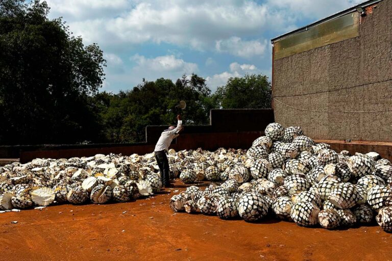 Proceso artesanal de tequila en los Altos de Jalisco