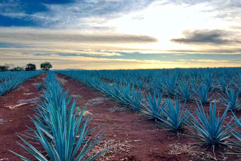 paisaje con atardecer y agaves verdes